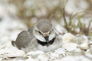 Wrybill