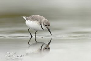 Wrybill