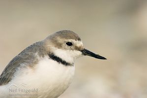 Wrybill