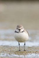 Wrybill