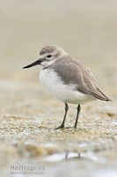 Wrybill