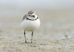 Wrybill