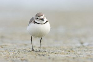 Wrybill