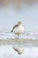 Wrybill