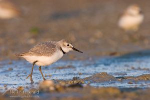 Wrybill