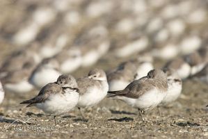Wrybill