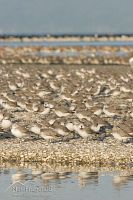 Wrybill