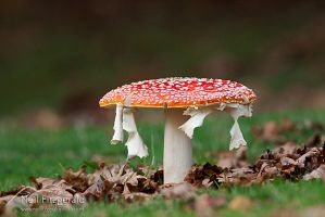 Fly agaric