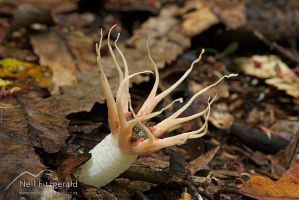  Flower fungus