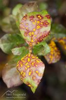 Myrtle rust