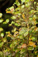 Myrtle rust