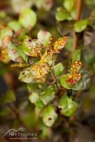 Myrtle rust