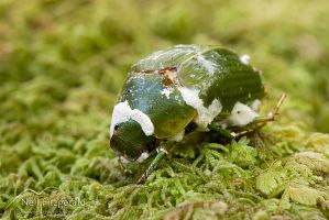  Sugar icing fungus