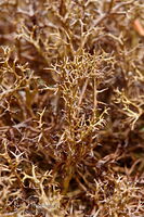 Common cladia