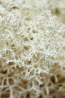 Fuzzy reindeer lichen