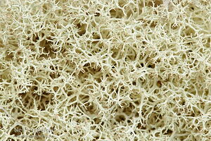 Fuzzy reindeer lichen