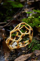 Cage stinkhorn