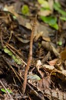Caterpillar fungus