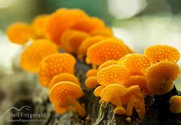 Fungi