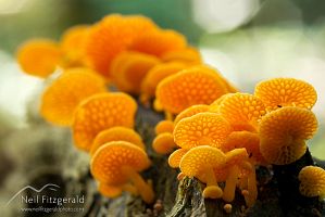 Orange pore fungus