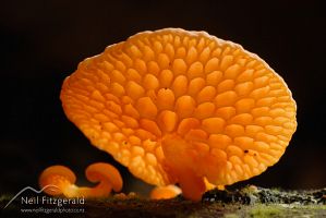 Orange pore
