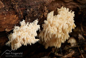 Coral tooth