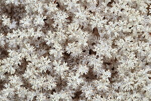 Coral lichen