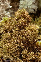 Lichen