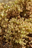 Lichen