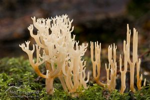 Coral fungi