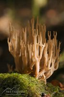 Coral fungi