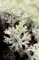 Coral lichen