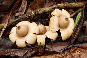 Earthstars