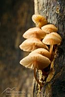 Mushrooms