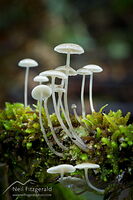 Mushrooms