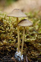 Mushroom