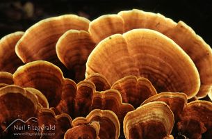 Turkey-tail fungi