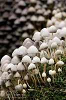 Fungi