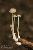 Fungi