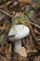 Fungi