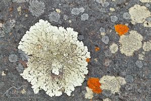 Lichen