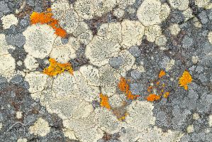 Lichen