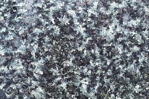 Lichen