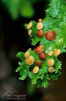Lichen