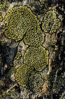 Lichen