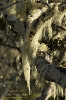 Lichen