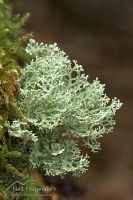 Lichen