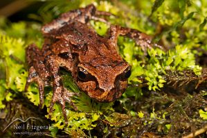 Archey's frog