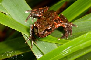 Archey's frog