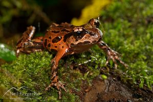 Archey's frog